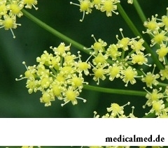 Асафетида - многолетнее травянистое растение из семейства зонтичных