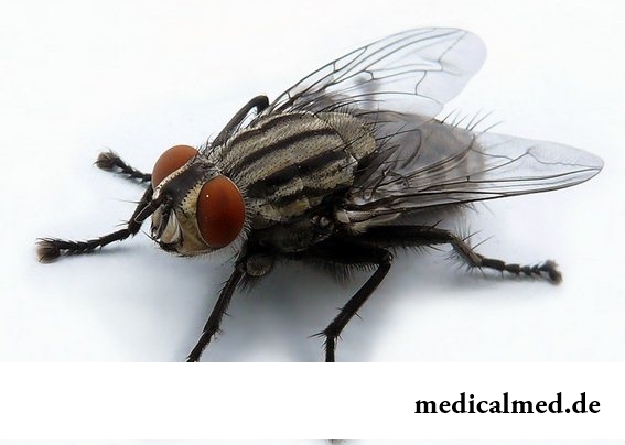 Переносчик африканской сонной болезни муха це-це