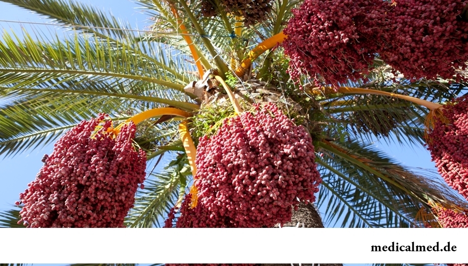 Финиковая пальма с плодами