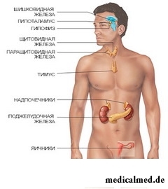 Эндокринные железы человека