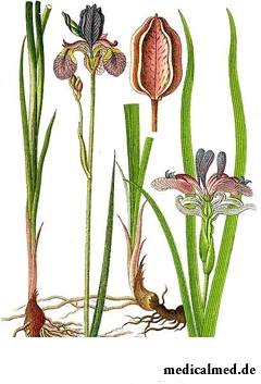 Ботаническая иллюстрация касатика