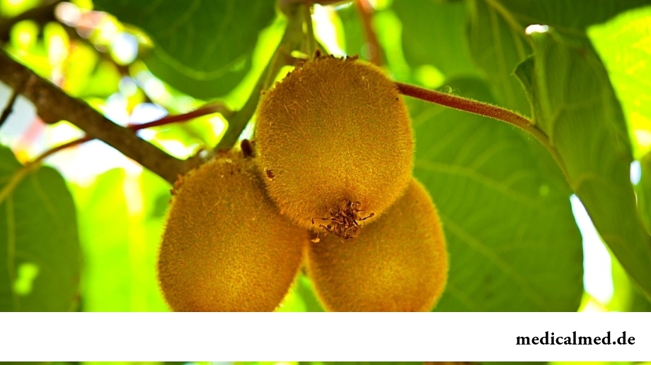 Растение киви с плодами
