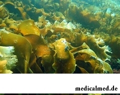 Кламин - БАД из морской водоросли ламинарии