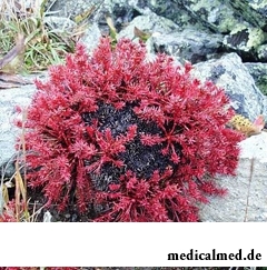 Красная щетка – растение семейства толстянковые