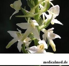 Любка двулистная - многолетнее травянистое растение семейства Орхидных
