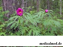 Марьин корень - дикое растение, произрастающее в Восточной Сибири