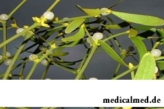 Омела – паразитическое растение