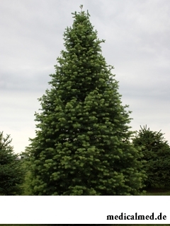 Пихта – хвойное дерево семейства Сосновые
