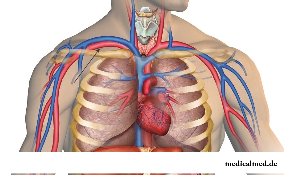 Подключичная артерия