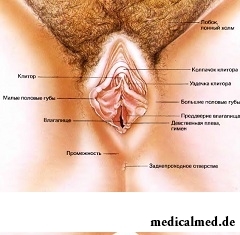 Женские половые органы. Большие и малые половые губы