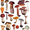 Поговорим о плюсах и минусах грибов