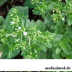 Стевиозид присутствует в листьях растения Стевия