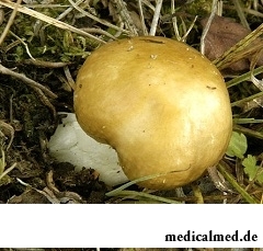 Валуй - очень распространенный гриб в регионах нашей страны