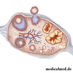 Созревающий фолликул с яйцеклеткой внутри можно обнаружить с помощью УЗИ на 1 неделе беременности