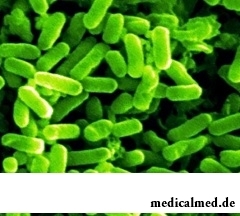 Возбудитель эширихиоза - кишечная палочка Escherichia coli