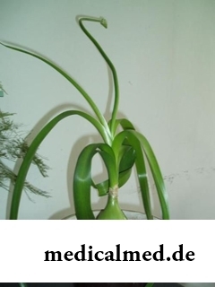Индийский лук – растение, используемое в народной медицине