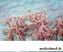 Каррагинан - полисахарид из красных морских водорослей