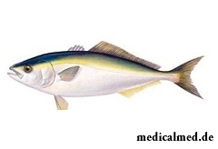 Лакедра - морская теплолюбивая рыба