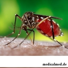 Лихорадка Денге передается при укусе кровососущих насекомых