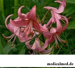 Настой из цветов лилии кудреватой - хорошее успокоительное средство