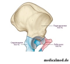Расположение лобковой кости у человека