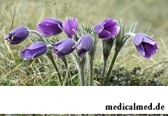 Пульсатилла - гомеопатический препарат на основе травы прострел